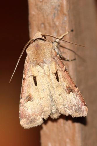 Réf. 352 965 : Agrotis exclamationis